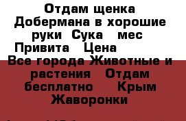 Отдам щенка Добермана в хорошие руки. Сука 5 мес. Привита › Цена ­ 5 000 - Все города Животные и растения » Отдам бесплатно   . Крым,Жаворонки